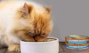 猫罐头怎么加水