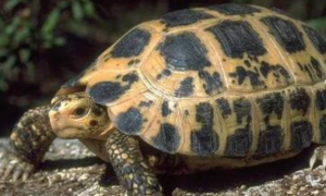 印度陆龟可以深水养吗