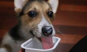 狗狗能喝蒙牛酸奶吗