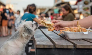 狗狗可以吃煮熟的虾肉吗
