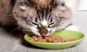 猫怎么吃生牛肉怎么处理方法