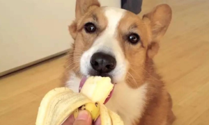狗狗能不能吃香蕉