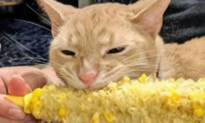 猫能吃玉米吗