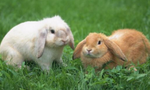 宠物兔防疫需要注意哪些 注射部位及手法要求