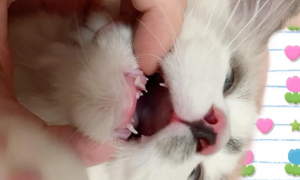 猫的尖牙断了一半都是什么原因