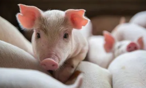 猪为什么不感染新冠病毒
