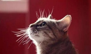 猫咪的胡须流露出了怎样的情绪 5种情绪胡须的展现