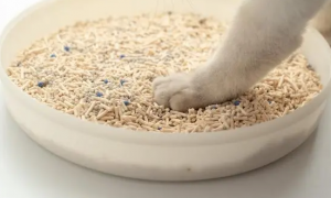 猫砂每天都要换吗