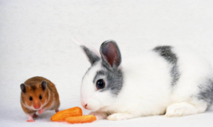 兔子可以吃仓鼠粮吗