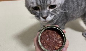 猫必须要吃猫罐头吗
