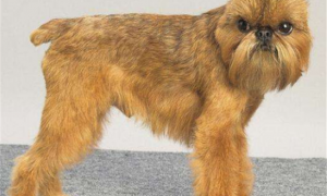 布鲁塞尔格里芬犬的外貌特征性格
