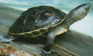 缺颌花龟寿命多少年