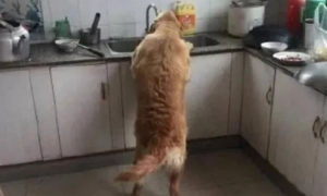 金毛一回家就钻进厨房，跟踪狗狗后看到这幕笑喷！