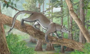 5000万年前的这种生物，竟是猫和狗的共同祖先，模样你猜不到