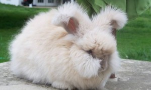 法国安哥拉兔多久可以生兔子