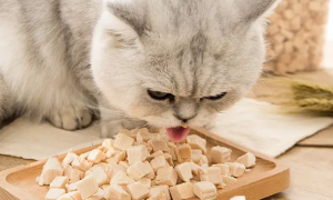 宠物猫可以吃什么零食
