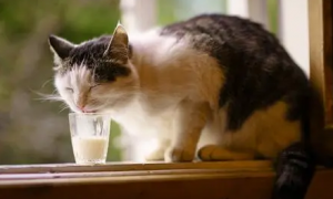 猫咪能喝牛奶吗