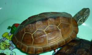 珍珠龟饲养注意事项