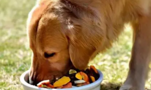 狗狗能吃红薯吗