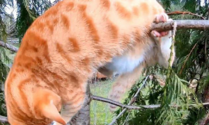 男子爬树救橘猫，结果回头一看还挂着一只猫