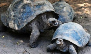 平塔岛加拉帕戈斯象龟怎么认识主人