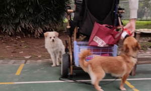 广州|小区保安队长抓走了残疾人的宠物犬，去向不明