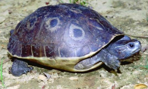 非洲棱背泥龟能活多少年