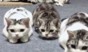三只猫看到零食“神同步”，后面的猫淡定注视：大佬风范不能乱