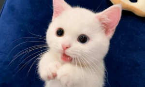 白色小奶猫火遍全网，网友惊呼：这是什么神仙颜值，萌晕了