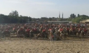 鸣沙山月牙泉千余骆驼集体“罢工”？景区：游客每天两三万