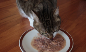 猫咪喜欢吃罐头吗