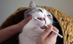 猫咪需要多久刷一次牙