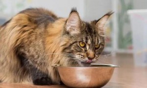 猫粮的诱食剂是什么