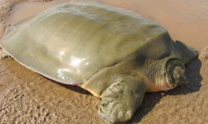 软壳龟好养吗