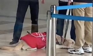 导盲犬被拒绝进入商场，默默地趴在地上听主人争吵，好令人心疼