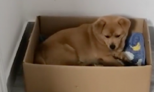 随手扔的纸盒，被狗狗捡来自己铺好垫子当狗窝，主人：它曾流浪过