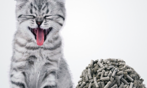 猫砂活性炭好吗
