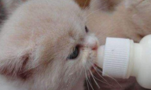 小猫吃什么奶粉