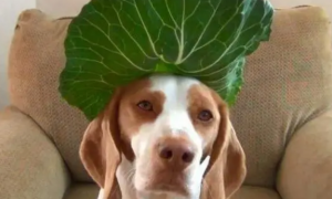 狗能吃什么蔬菜