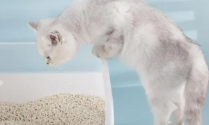 猫砂是猫粮吗