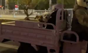 三轮车载着女士和两只狗狗，发现被拍后又拎出一只猫，好自豪呀！