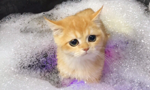 猫咪洗澡容易得猫藓吗