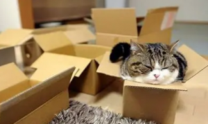 怎么用纸盒子做猫窝