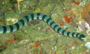钩吻海蛇是国家几级保护动物