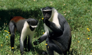 狄安娜长尾猴是国家一级保护动物吗