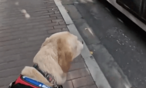 导盲犬想带主人上公交车，没想到司机立马关门开走了，它有多伤心