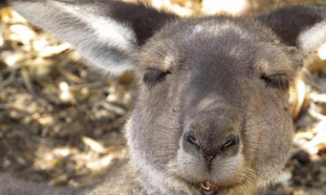 猎奇：袋鼠已达澳洲人口的两倍，和绵羊抢青草，闯民宅打死宠物狗