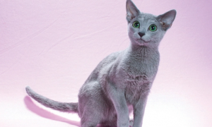 俄罗斯蓝猫和英国短毛猫怎么区分 从体型身材区分