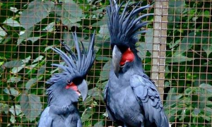 棕榈凤头鹦鹉怎么分辨雌雄