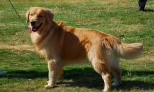 黄金猎犬的寿命一般是多久